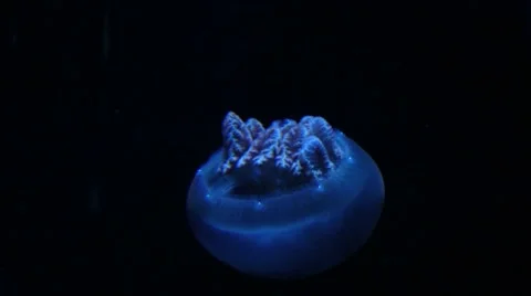 Blue Jellyfish from Behind Stock Footage 7183040