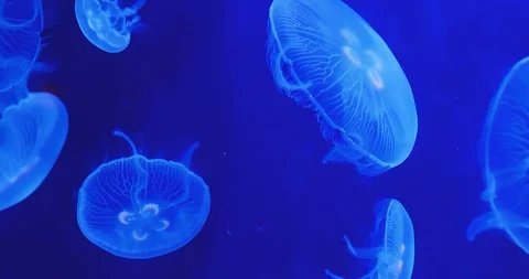 Blue jellyfish floating Stock Footage 121862405