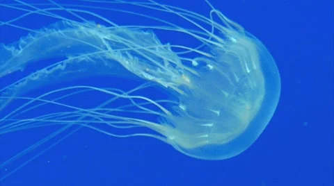 Blue Jellyfish Video stock 7176903