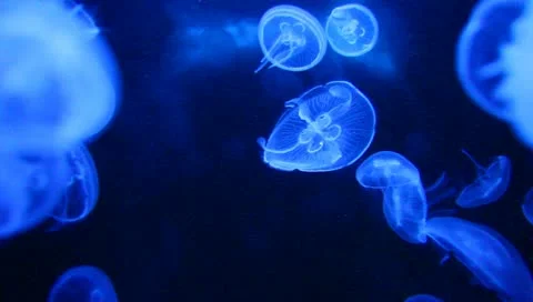 Blue jellyfish Stock Footage 11210171