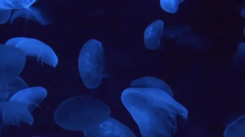 Blue Jellyfish Vidéo 20500716