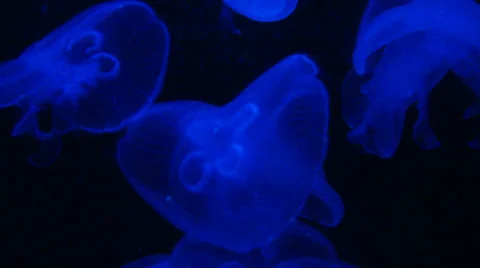 Blue jellyfish Stock Footage 39588417