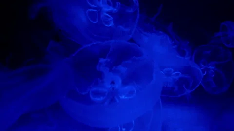 Blue Jellyfish Stock Footage 47088992