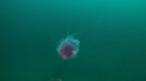 Blue jellyfish 스톡 동영상 49383526