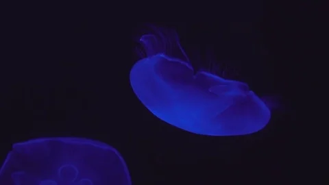 Blue Jellyfish Video stock 77885229