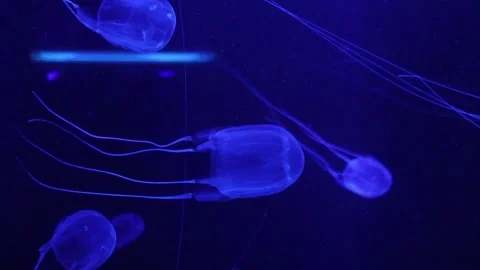 Blue Jellyfish Video stock 152623313