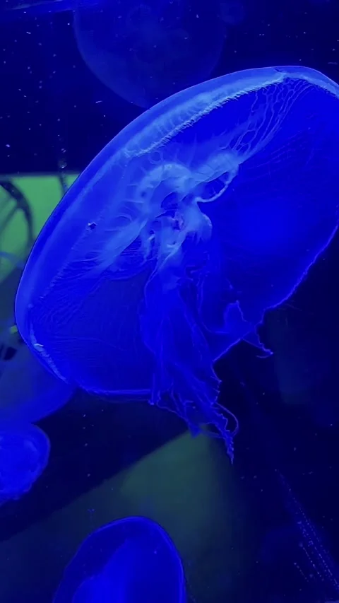 BLUE JELLYFISH Stock Footage 169263676