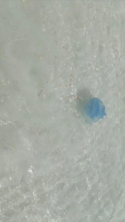 Blue Jellyfish Video stock 300583343