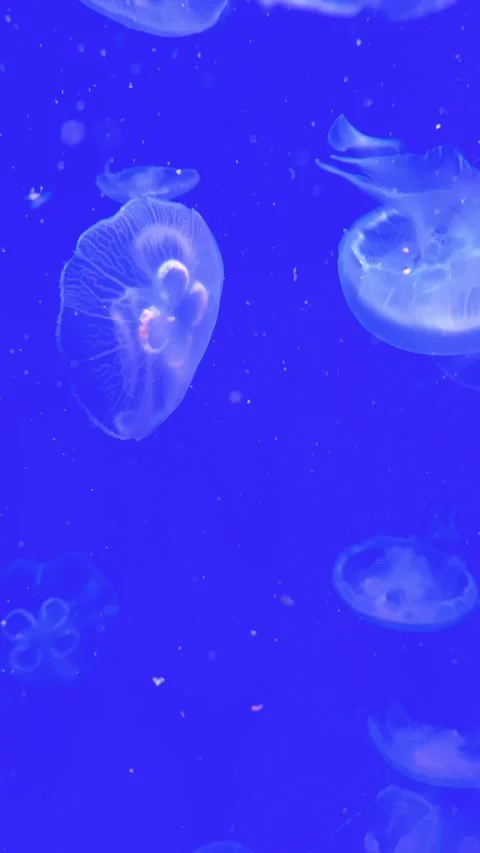 Blue jellyfish looping Stock Footage 300381678