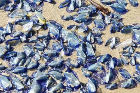 Blue jellyfish Stock Photos