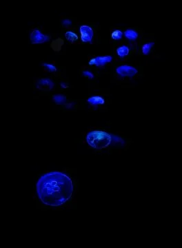 Blue jellyfish Stock Photos