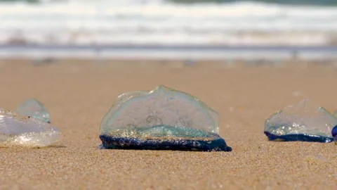 Blue jellyfish on a sandy beach during a sunny day. Stock Footage 273519344