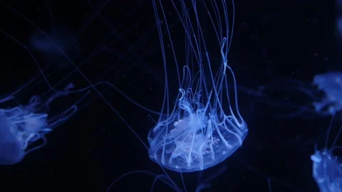 Blue jellyfish slowmotion Vídeos de archivo 219870141