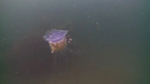 Blue jellyfish with small fish sheltering in its tentacles  with a shipwreck in  Video stock 56557110