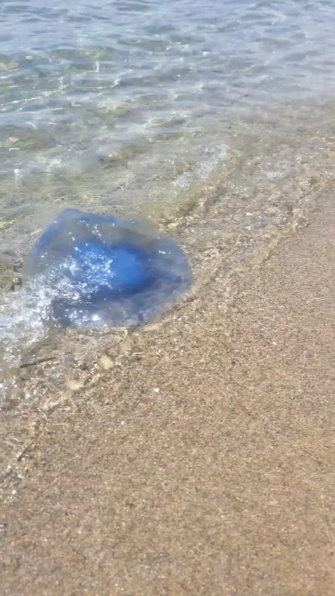 ​Blue Jellyfish Stranded in Shallow Water on Sandy Beach Coast Stock Footage 340845003