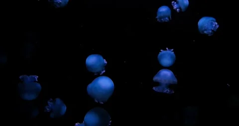Blue Jellyfish Swimming in Dark Deep Water Underwater Background Vídeos de archivo 327106932