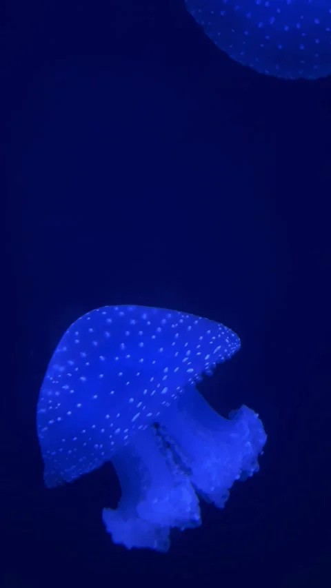 Blue jellyfish swims to the side Stock Footage 303424441