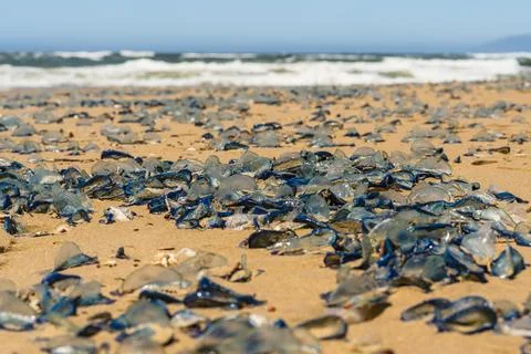 Blue jellyfish washed ashore in large numbers on a sunny beach. Foto stock