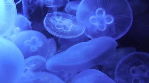Blue jellyfishes Background Stock Footage 306523500