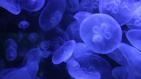 Blue Jellyfishes Stock Footage 61179823