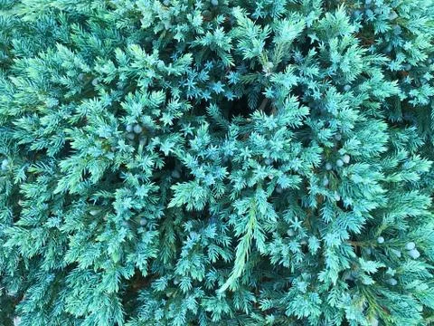 Blue juniper. Stock Photos