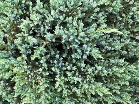 Blue juniper. Stock Photos