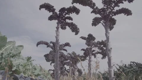 Blue Kale cabbage 15 Stock Footage 317843459