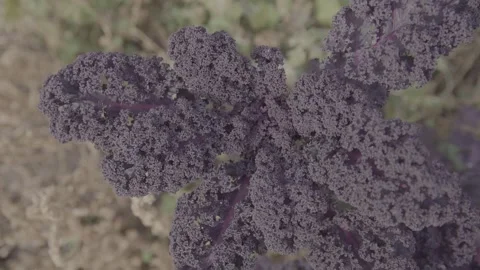 Blue Kale cabbage 2 Stock Footage 317842287
