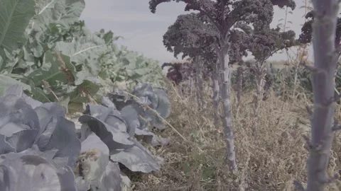 Blue Kale cabbage 9 Video stock 317843377