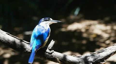 Blue kingfisher Stock Footage 15962670