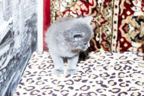 Blue kitten on a scratching post Stock Photos