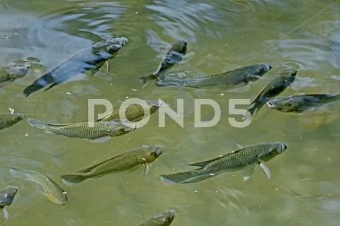 Blue Kurper, Mozambique Tilapia, Oreochromis Mossambicus Fishes Stock Photos