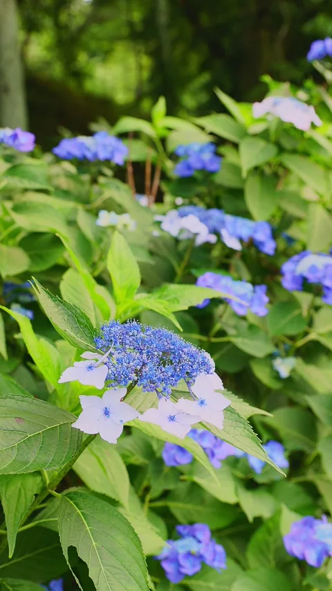 Blue lacecap hydrangea blooming in a lush green garden Stock Footage 337678665