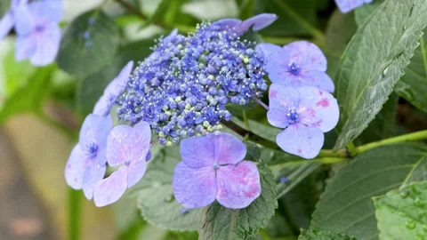 Blue Lacecap Hydrangea Flowers Gently Swaying After Rain in Garden Видео 336883282