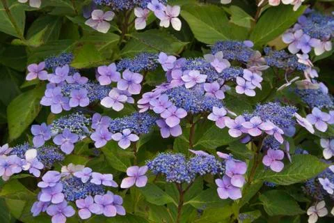 Blue lacecap hydrangea Stock Photos