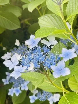 Blue Lacecap Hydrangeas in Bloom Stock Photos