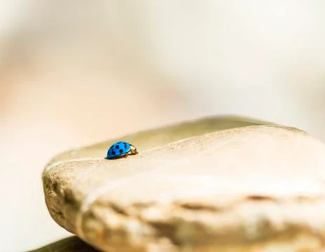 Blue lady bug Stock-Fotos