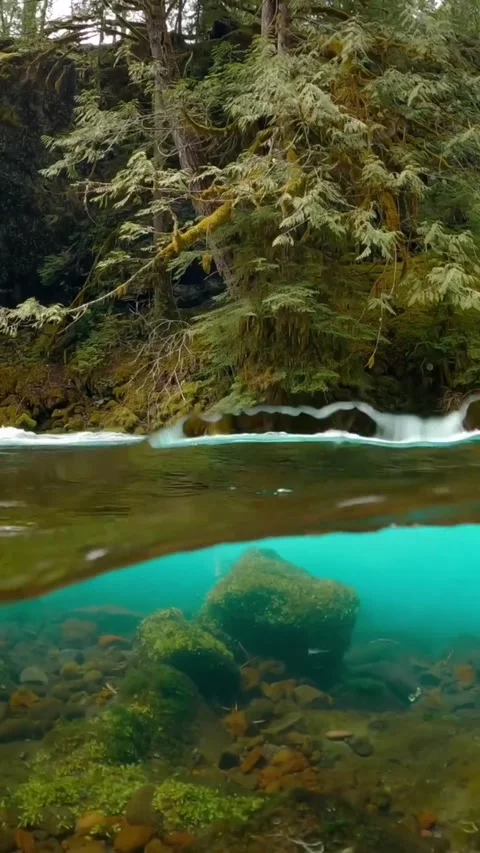 Blue lake in the forest Stock Footage 274043508