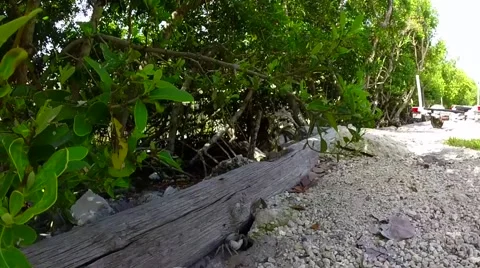 Blue land crab on big pine key in the florida keys 스톡 동영상 41869053