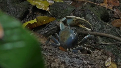 Blue land crab Video stock 102943850