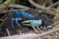 Blue Land Crab Photo