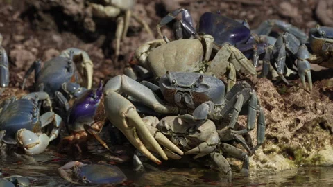 Blue Land Crabs 库存影片 245466754