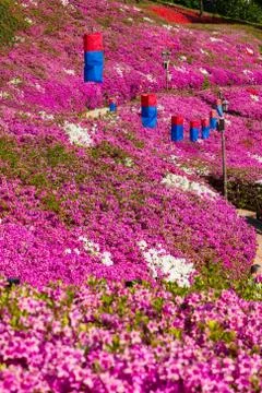 Blue lantern at azalea flower fields in Gunpo, South Korea. Stock-Fotos