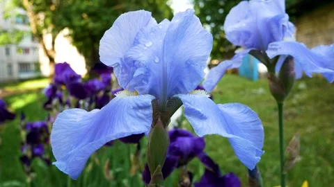 Blue large iris flower with dewdrops in a flower bed in the city Stock Footage 348224692