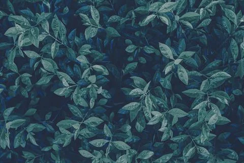 Blue leaf background Stock Photos