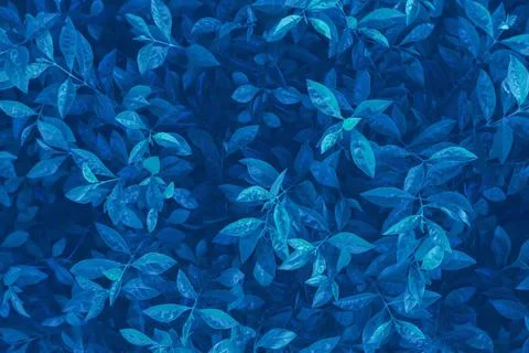 Blue leaf background Stock Photos