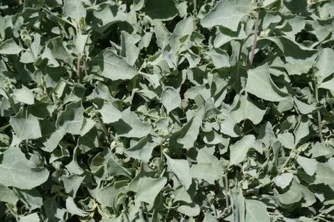 Blue leaf pattern Blue Leaf pattern Texture background of backlight fresh blu Stock Photos