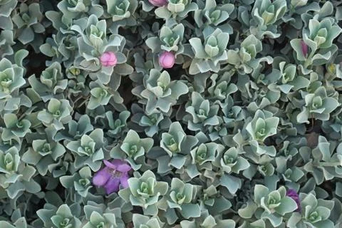 Blue leaf pattern Blue Leaf pattern Texture background of backlight fresh blu Stock Photos