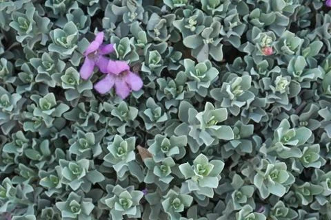 Blue leaf pattern Blue Leaf pattern Texture background of backlight fresh blu Stock-Fotos