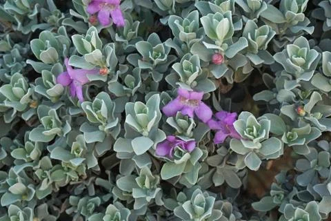 Blue leaf pattern Blue Leaf pattern Texture background of backlight fresh blu Stock Photos